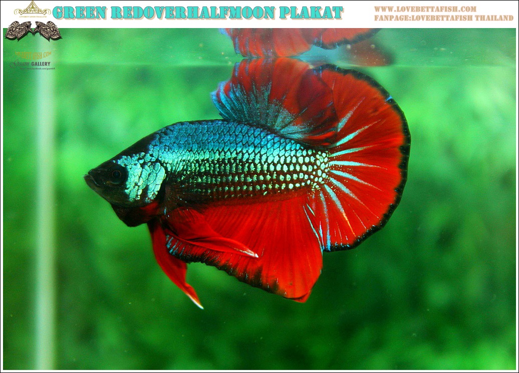 (ขายแล้วครับ)"คัดเกรดประกวด"ปลากัดครีบสั้น-Over Halfmoon Plakats Fancy Dragon Green Red Quality Grade