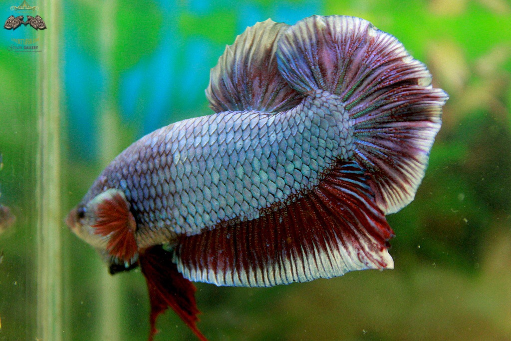 (ขายแล้วครับ)"คัดเกรด"ปลากัดยักษ์ครีบสั้น-Giant Halfmoon Plakats Fancy Salamander