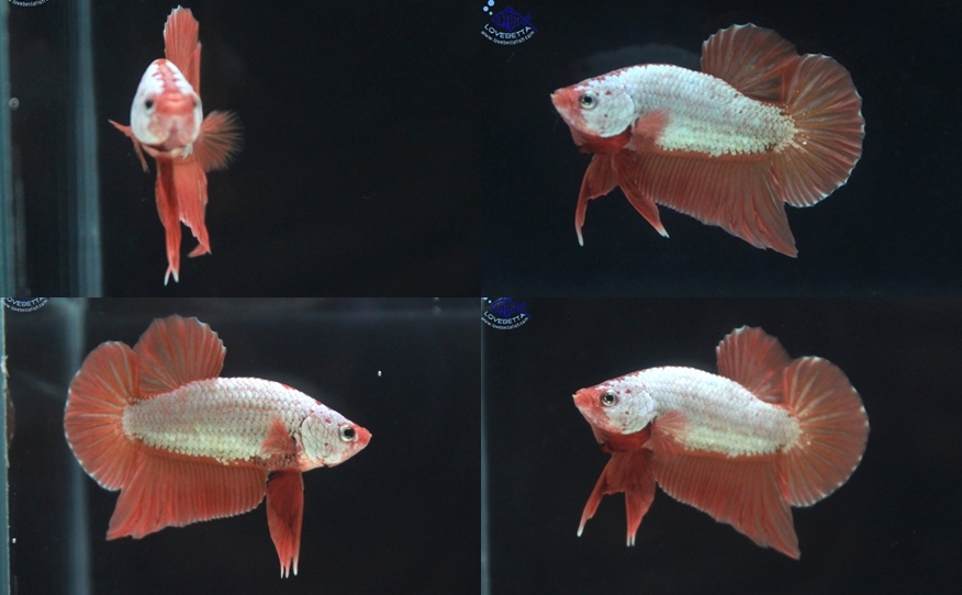 (ขายแล้วครับ)"คัดเกรด"ปลากัดครีบสั้น-Halfmoon Plakats Orenge Dragon