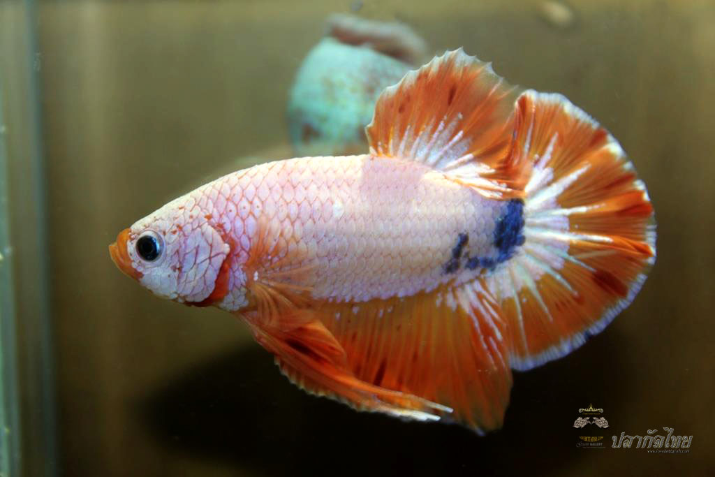 ปลาใหญ่ขนาดเกือบ 1.8-1.9 นิ้ว ปลากัดคัดเกรดครีบ - Halfmoon Plakad Fancy Orange Dragon Premium Quality Grade