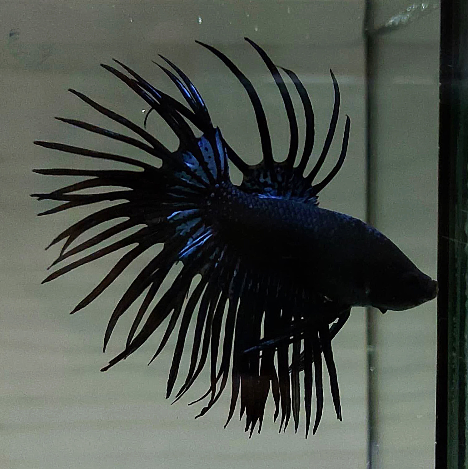 ปลากัดคัดเกรดครีบยาวหางมงกุฎ - CrownTails Super BlackLight Colors Premium Quality Grade