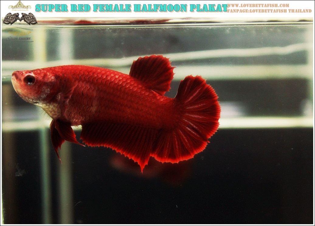 (ขายแล้วครับ)"คัดเกรด"ปลากัดครีบสั้นตัวเมีย-Female Halfmoon Plakats Super Red Grade A++