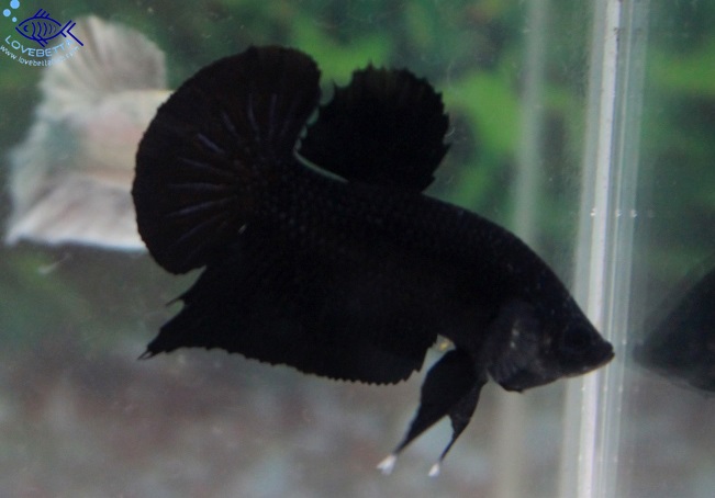 (ขายแล้วครับ)"คัดเกรด"ปลากัดครีบสั้น-Halfmoon Plakats Super Black