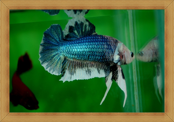 (ขายแล้วครับ)ปลากัดครีบสั้น - Fancy Halfmoon Plakats