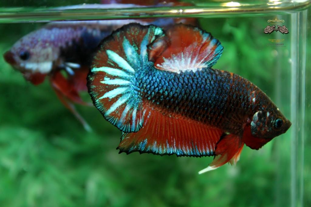 ปลากัดคัดเกรดครีบสั้น - Halfmoon Plakad Fancy Dragon Quality Grade