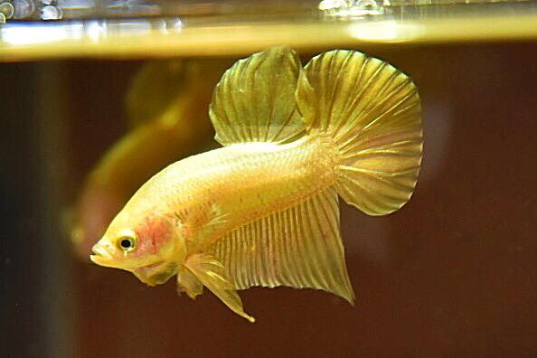 "ปลากัดสีทอง Super Gold" ปลากัดคัดเกรดครีบสั้น - Halfmoon Plakad Super Gold Quality Grade