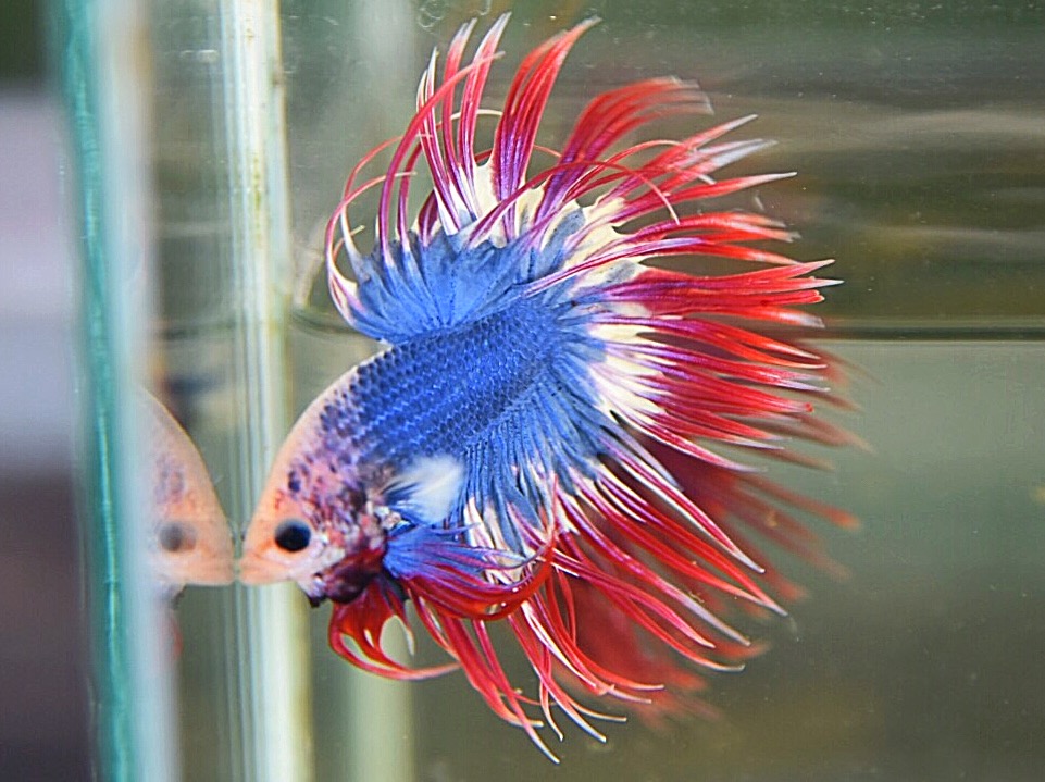 "ลายธงชาติไทย"ปลากัดครีบยาวหางมงกุฎ-Crowntails Thailand Colors Premium Quality Grade