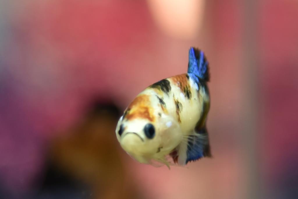 ปลากัดตัวเมียแฟนซีโค่ยกาแลคซี ปลากัดคัดเกรดครีบสั้น - Female Halfmoon Plakad Fancy Galaxy Premium Quality Grade