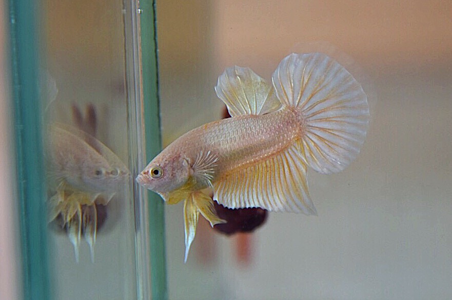 ปลากัดคัดเกรดครีบสั้น - Halfmoon Plakad Super Gold Quality Grade