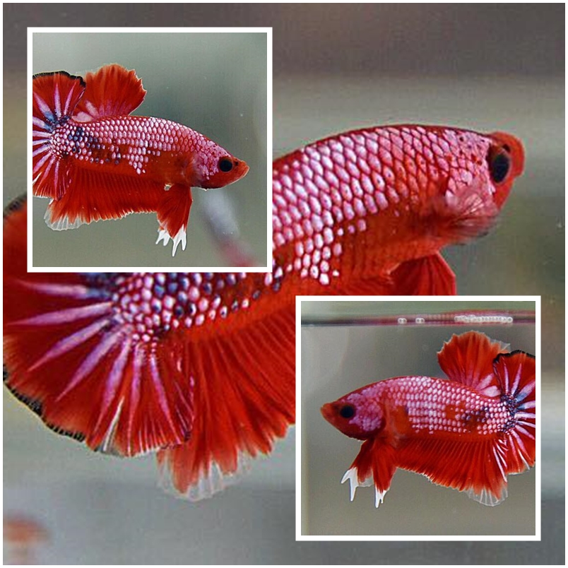 "เนื้อแดง" ปลากัดคัดเกรดครีบสั้น - Halfmoon Plakad Fancy Red Devil Premium Quality Grade
