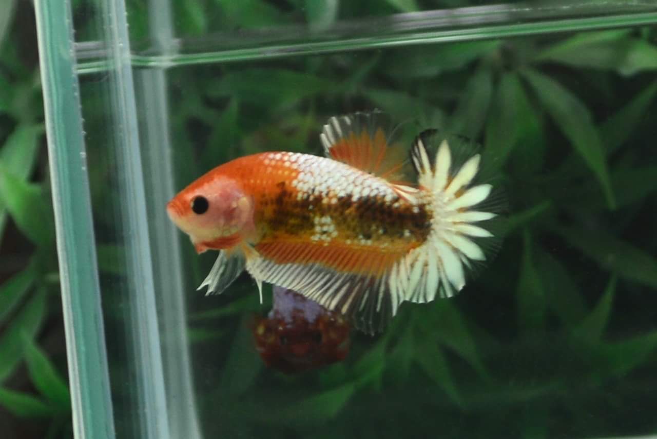 ปลากัดคัดเกรดครีบสั้น - Halfmoon Plakad Fancy Orange Premium Quality Grade