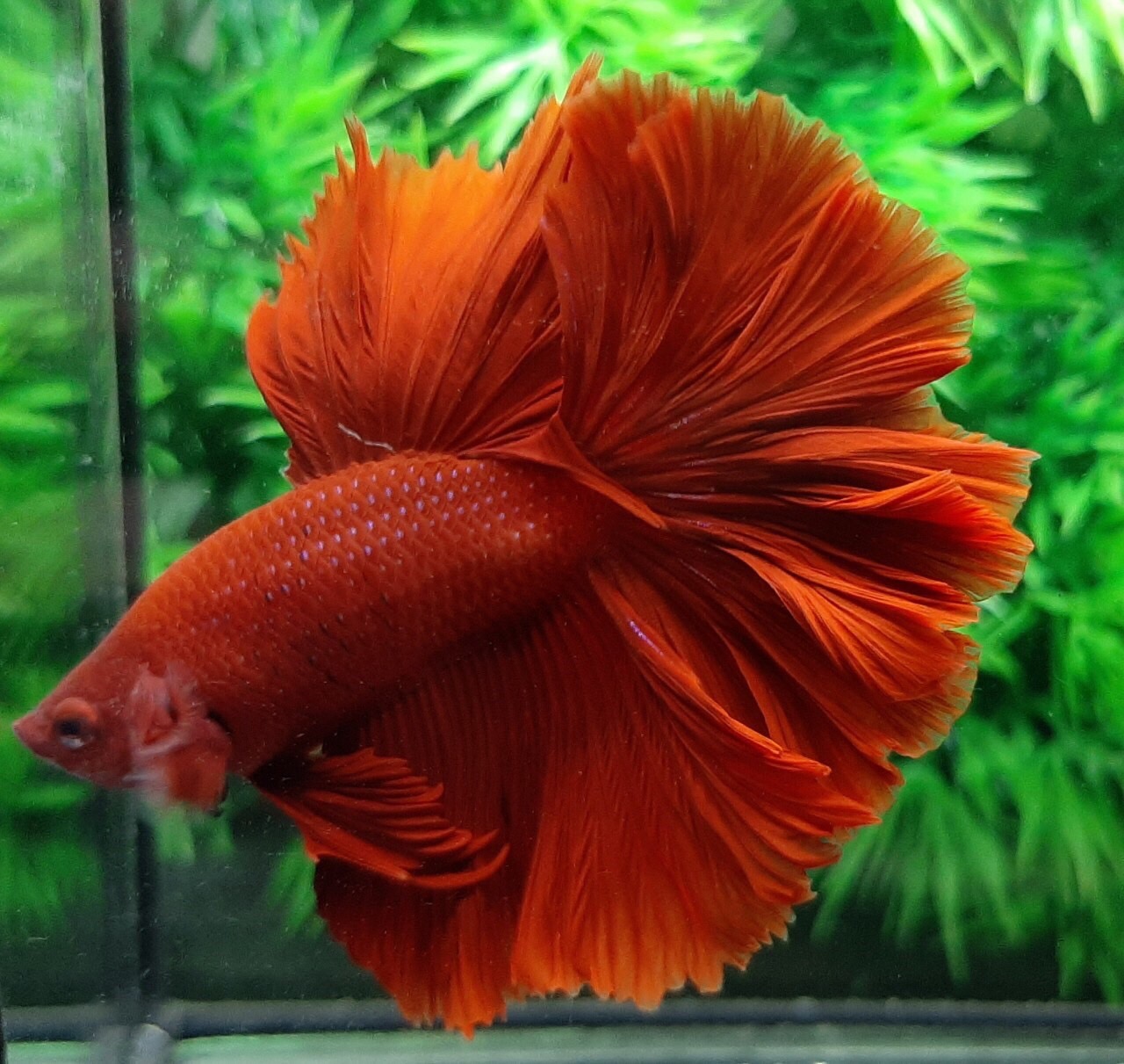 ปลากัดคัดเกรดครีบยาว - Halfmoon Super Red Platinum Premium Quality Grade