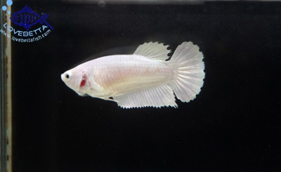 (ขายแล้วครับ)"คัดเกรด"ปลากัดครีบสั้นตัวเมีย-Halfmoon Plakats Super White Platinum