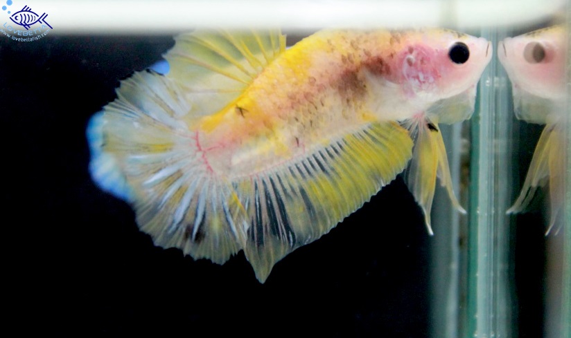 (ขายแล้วครับ)"คัดเกรด"ปลากัดครีบสั้น-Halfmoon Plakats Fancy Yellow Koi