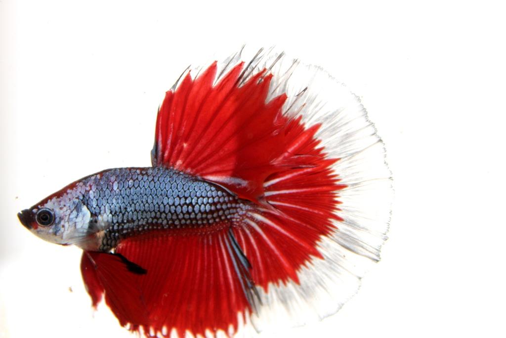 "คัดเกรดประกวด"ปลากัดครีบยาว-Halfmoon Fancy Red Butterfly Premium Quality Grade AAA+