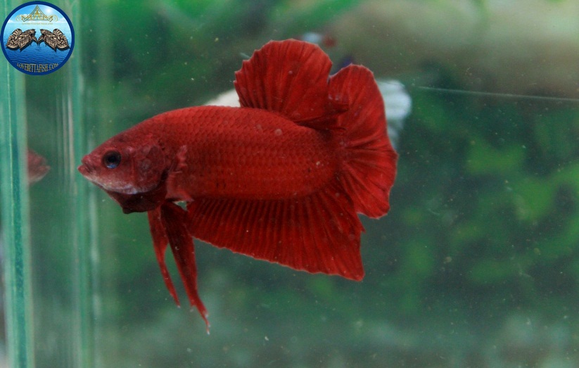 (ขายแล้วครับ)Super red ปลากัดครีบสั้น-Halfmoon Plakats Super Red