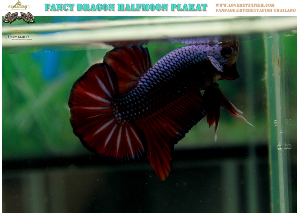 (ขายแล้วครับ)"คัดเกรด"ปลากัดครีบสั้น-Halfmoon Plakats Fancy Dragon