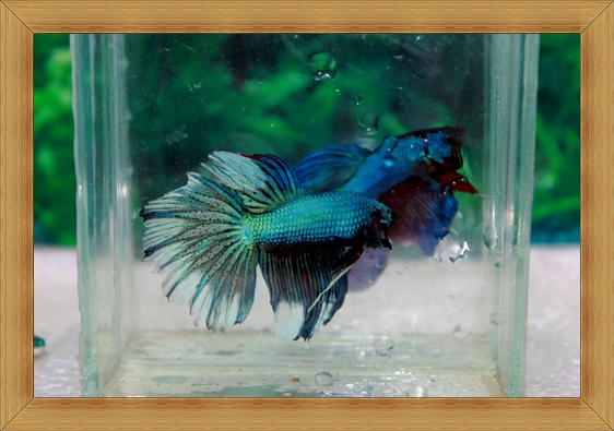 ปลากัดครีบยาว-Fancy Halfmoon