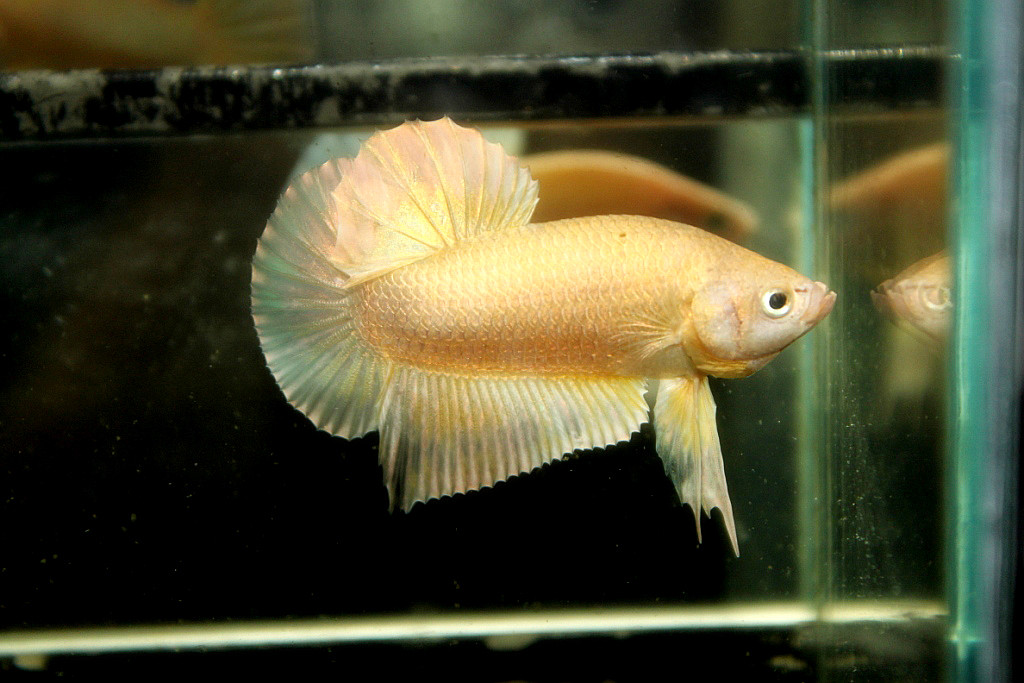 คัดเกรดปลากัดครีบสั้น-Hi- Quality Halfmoon Plakat Super Gold Quality Grade