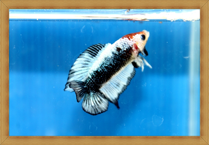 ปลากัดครีบสั้นสองหาง - Fancy Double Tails