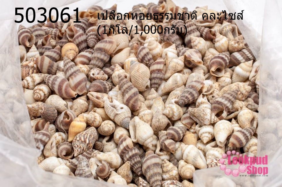 เปลือกหอยธรรมชาติ คละไซส์ (1กิโล/1,000กรัม)