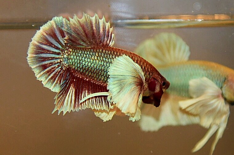 “หูใหญ่มากหูเป็นพวง”ปลากัดคัดเกรดครีบสั้นหูช้าง - Halfmoon Plakad Big Ear Premium Quality Grade AAA+