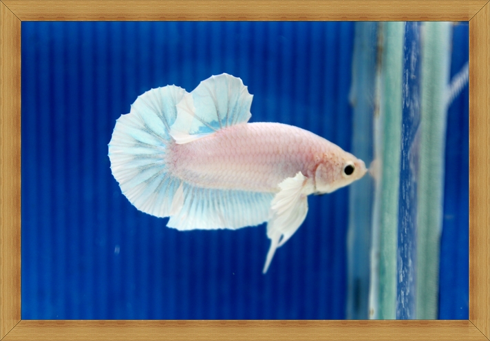 (ขายแล้วครับ)ปลากัดครีบสั้น - White Halfmoon Plakats