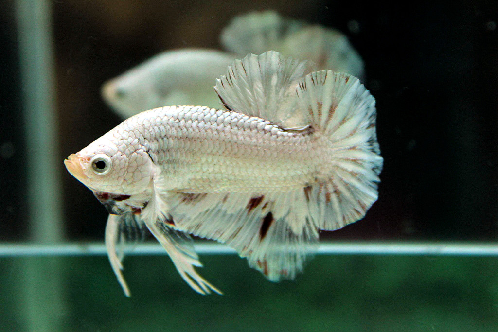 คัดเกรดปลากัดครีบสั้น-Halfmoon Plakat White Dragon Hi - Quality Grade