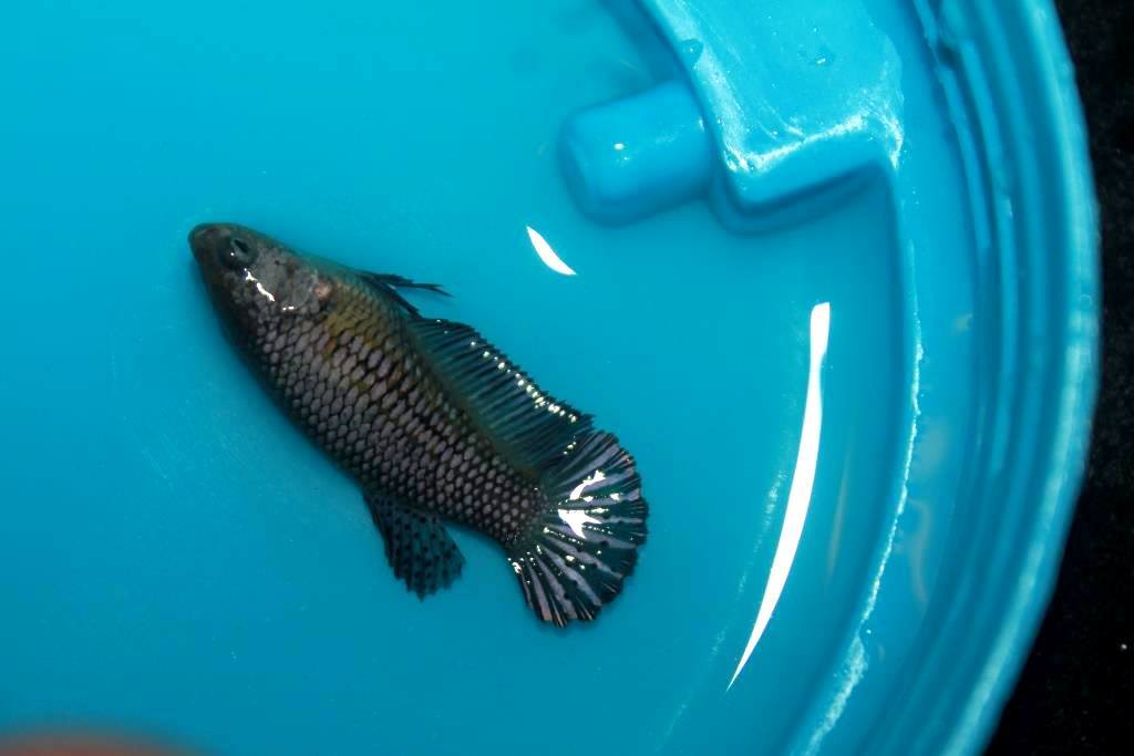 ปลากัดเพศเมีย - Female Halfmoon Plakad Copper