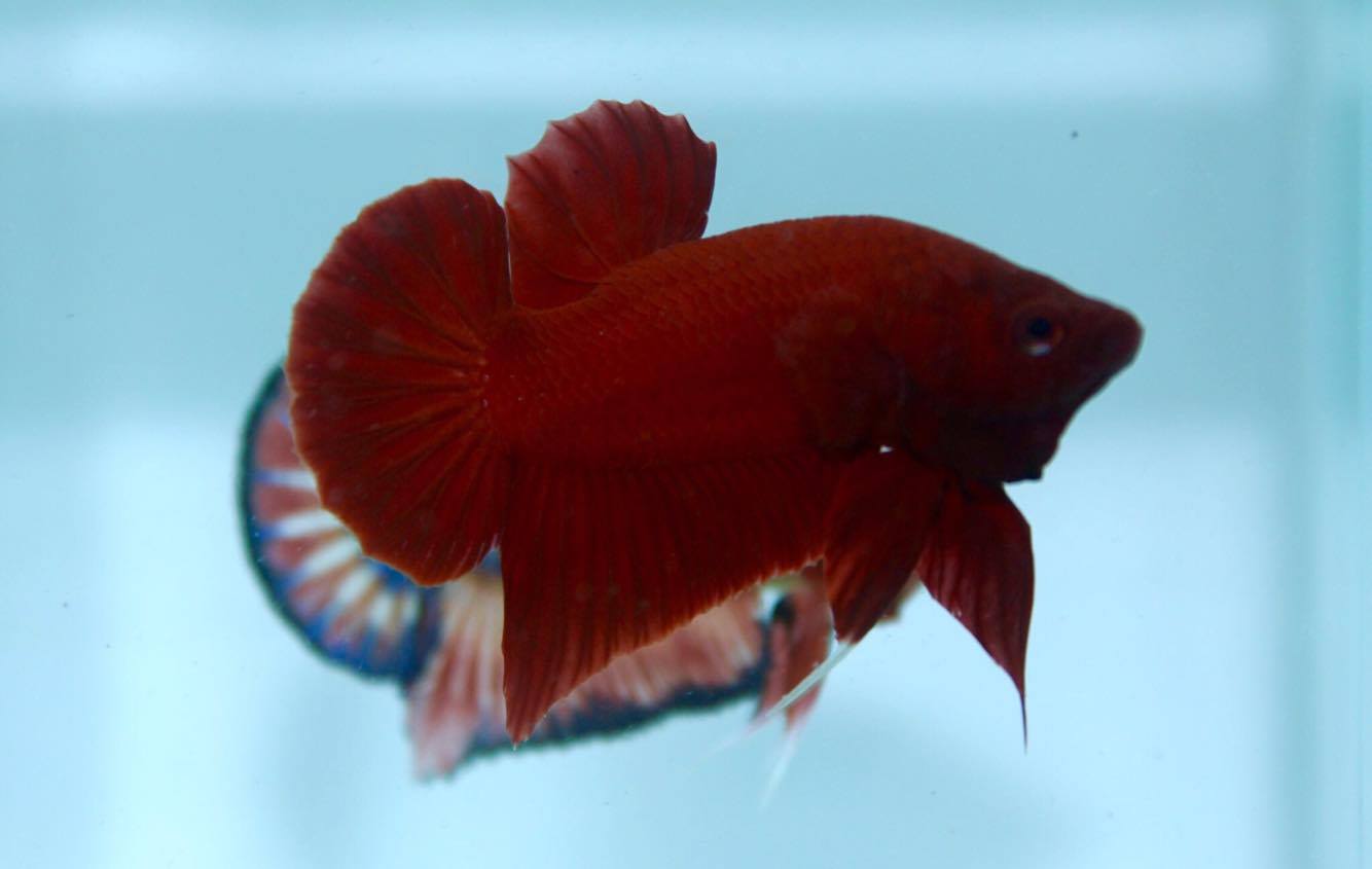 ปลากัดคัดเกรดครีบสั้น - Halfmoon Plakad Super Red Quality Grade
