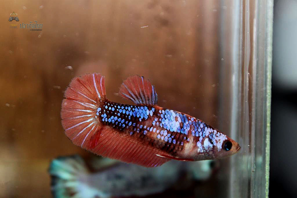 ปลากัดคัดเกรดครีบสั้นตัวเมีย - Halfmoon Plakad Fancy Dragon Premium Quality Grade