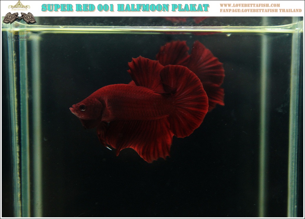 (ขายแล้วครับ)"คัดเกรด"ปลากัดครีบสั้น-Halfmoon Plakats Super Red 001