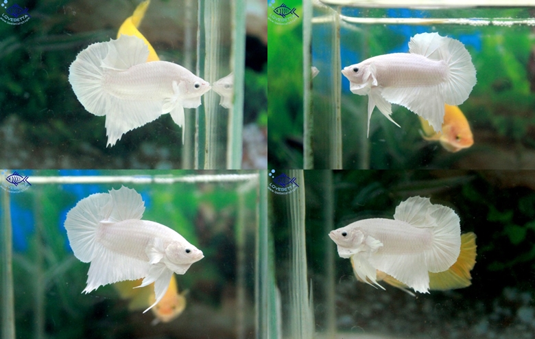(ขายแล้วครับ)"คัดเกรด"ปลากัดครีบสั้น-Halfmoon Plakats White Platinum