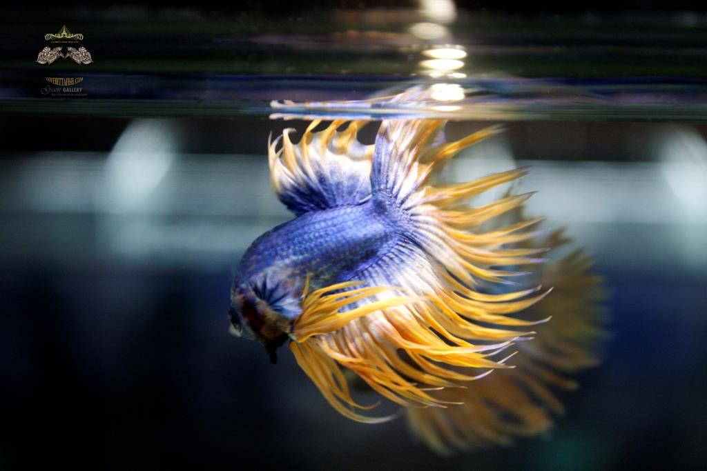 เพศผู้ปลากัดครีบยาว หางมงกุฏ ลายธงชาติ - Male CrownTails Premium Quality Grade