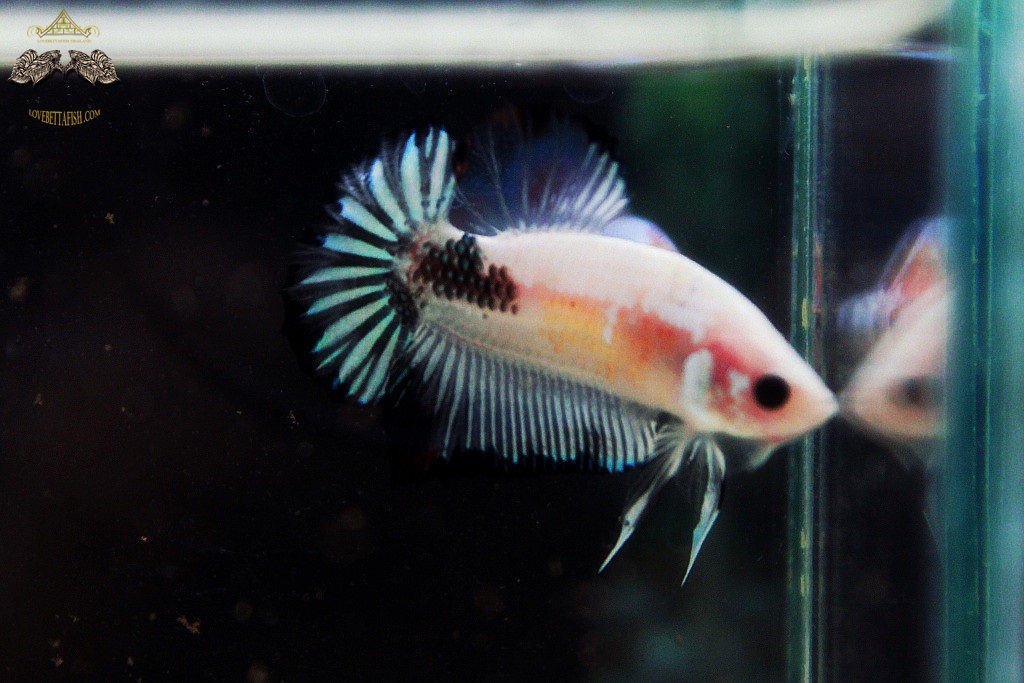 (ขายแล้วครับ)"คัดเกรด"ปลากัดครีบสั้น-Halfmoon Plakats Fancy Koi