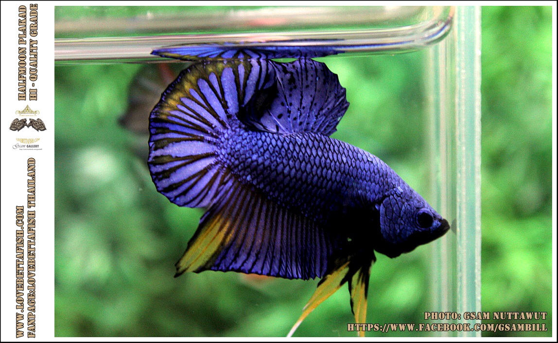 คัดเกรดปลากัดครีบสั้น-Halfmoon Plakad Fancy Blue Mastrad