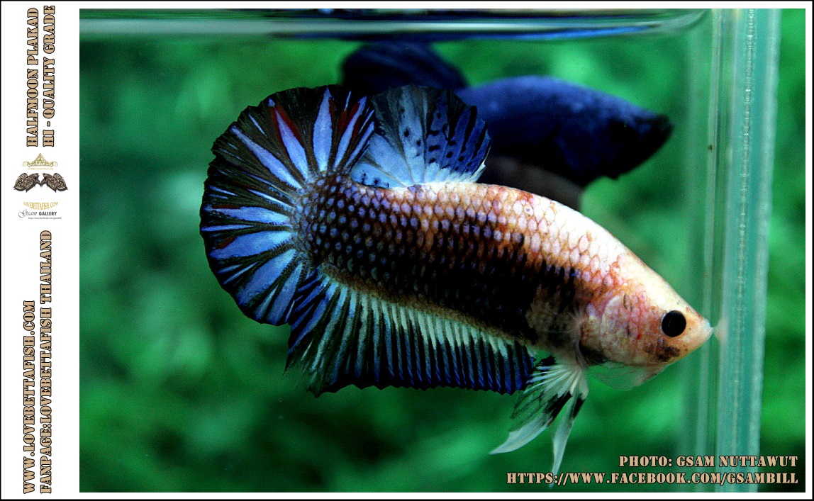 คัดเกรดปลากัดครีบสั้น-Halfmoon Plakad Fancy Dragon