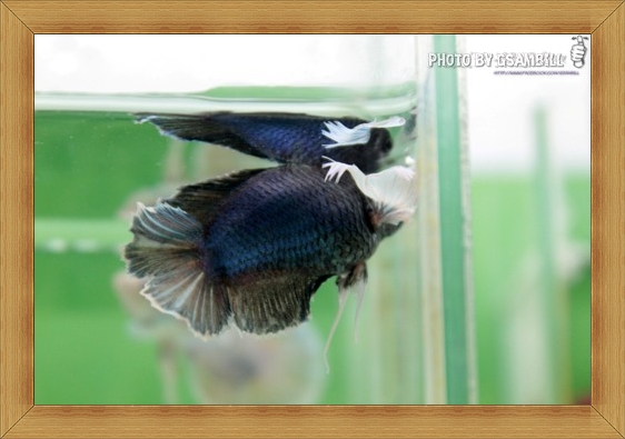 (ขายแล้วครับ)ปลากัดครีบสั้นหูช้าง-Halfmoon Plakats Big Ear Short Body