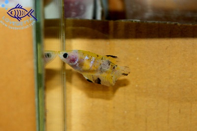 (ขายแล้วครับ)"คัดเกรด"ปลากัดครีบสั้นตัวเมีย-Halfmoon Plakats Fancy Yellow Koi