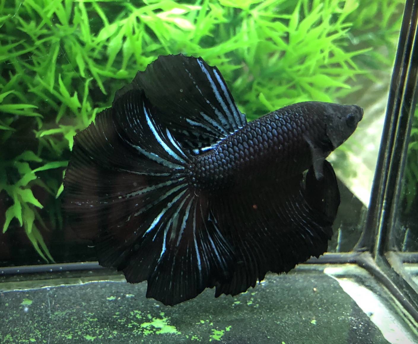 ปลากัดคัดเกรดครีบยาว - Halfmoon Black Light Premium Quality Grade