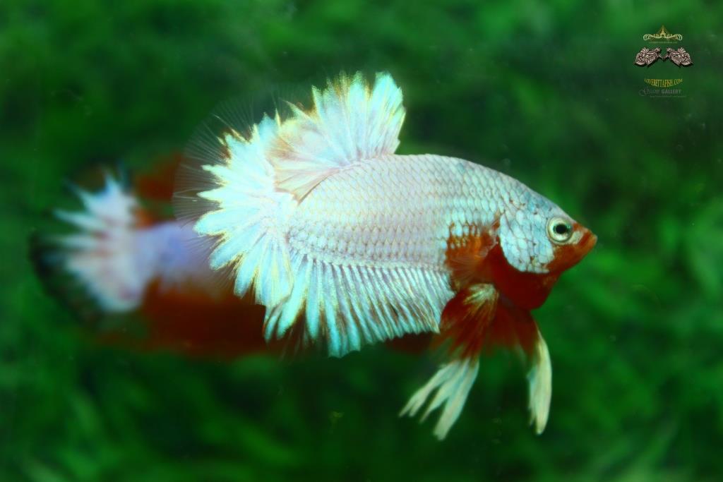 คัดเกรดปลากัดครีบสั้น - Over Tails Halfmoon Plakad Premium Quality Grade AAA+ Fancy Marble