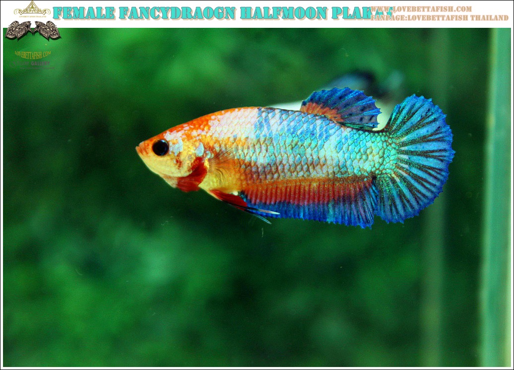 (ขายแล้วครับ)นานๆทีปล่อยตัวเมียครับ"คัดเกรด"ปลากัดครีบสั้น-Female Halfmoon Plakats Fancy Dragon Orange Quality Grade