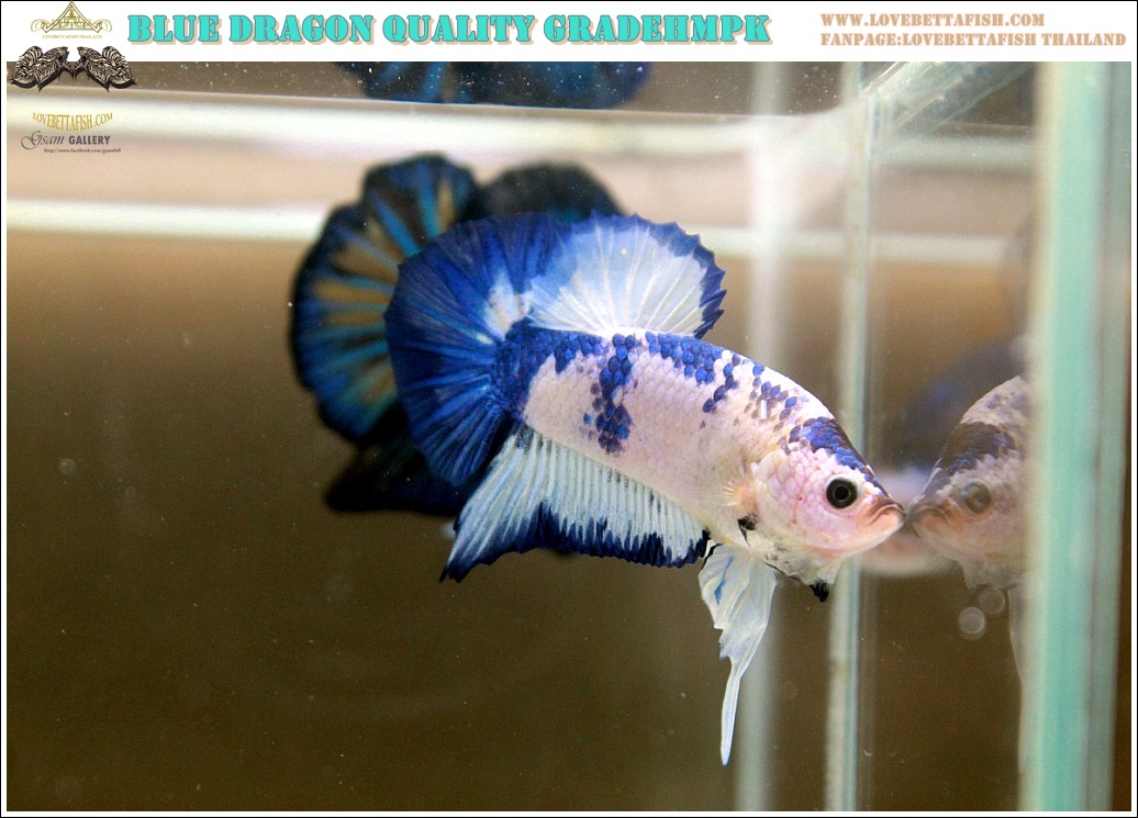 (ขายแล้วครับ)"คัดเกรด"ปลากัดครีบสั้น-Halfmoon Plakats Blue Dragon