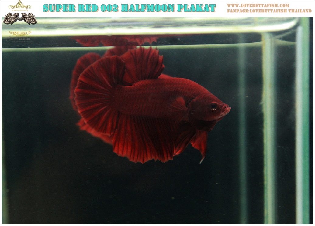 (ขายแล้วครับ)"คัดเกรด"ปลากัดครีบสั้น-Halfmoon Plakats Super Red 002