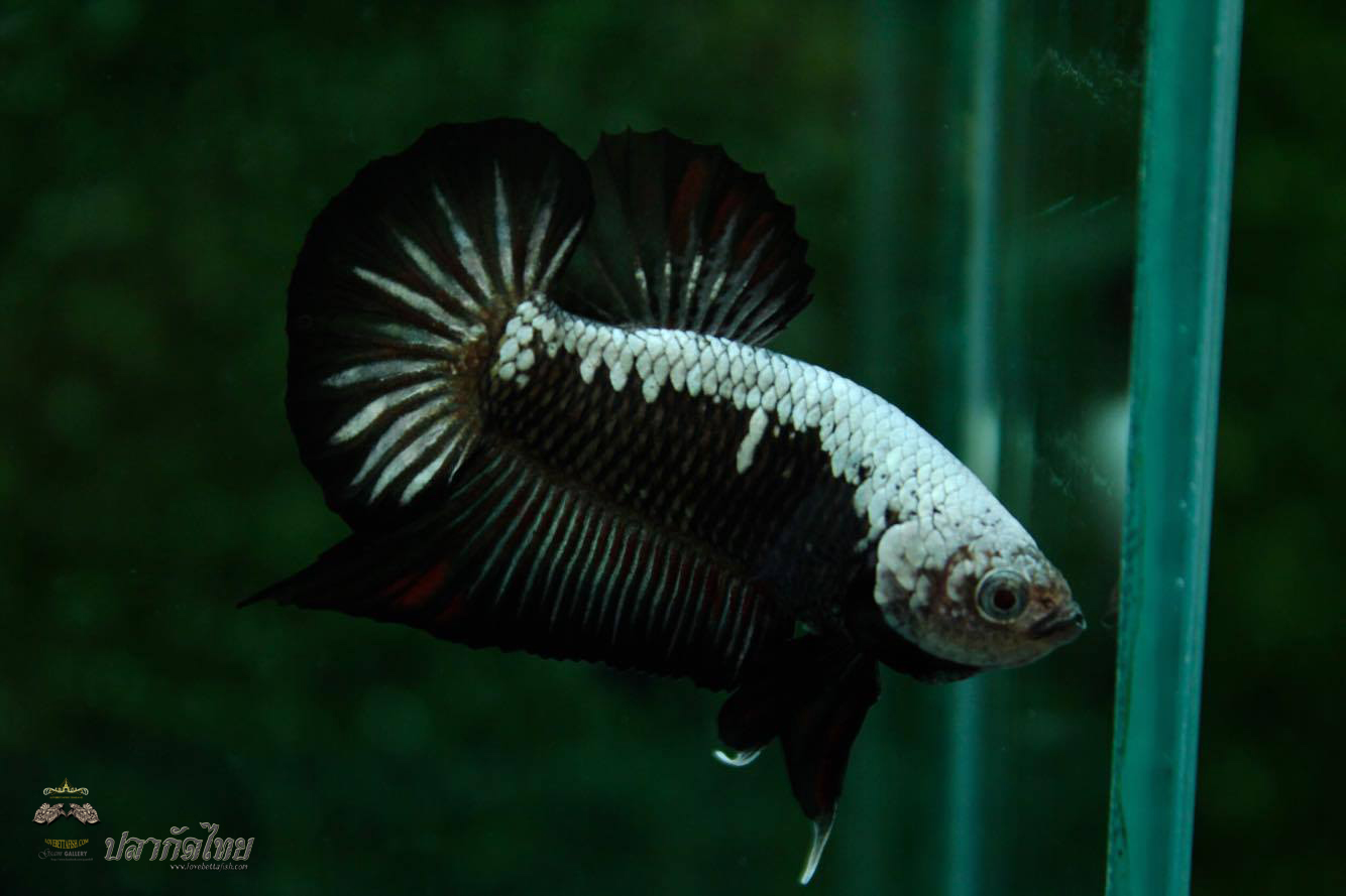 ปลากัดคัดเกรดครีบสั้น - Halfmoon Plakad Samurai Black Dragon Quality Grade
