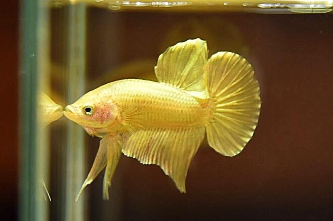 "ปลากัดสีทอง Super Gold" ปลากัดคัดเกรดครีบสั้น - Halfmoon Plakad Super Gold Quality Grade