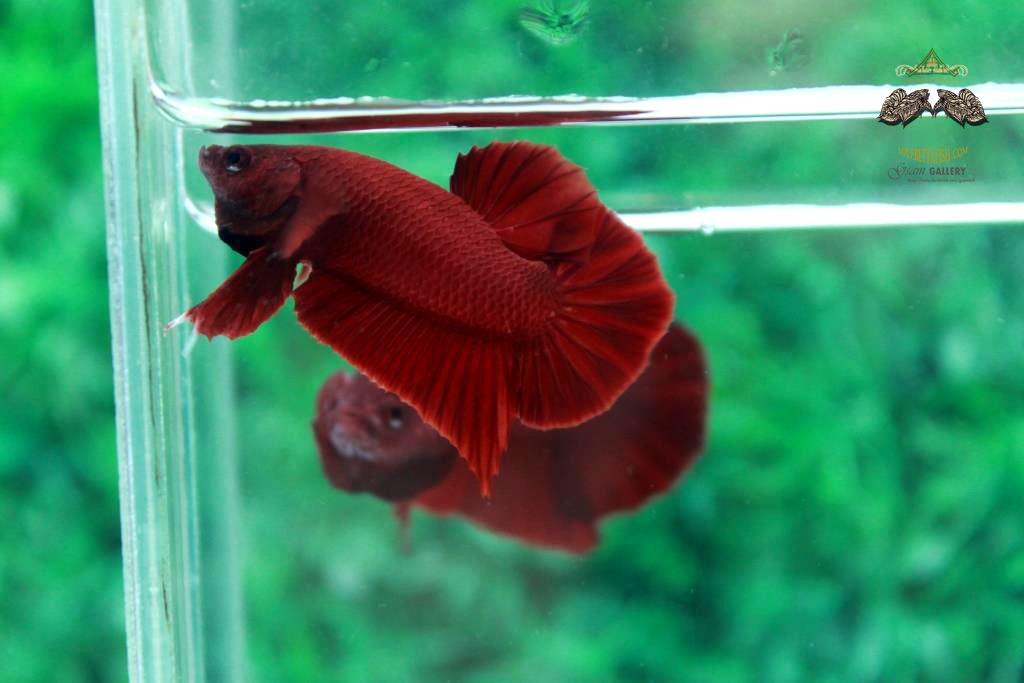 ปลากัดคัดเกรดครีบสั้น - Halfmoon Plakad Super Red Quality Grade
