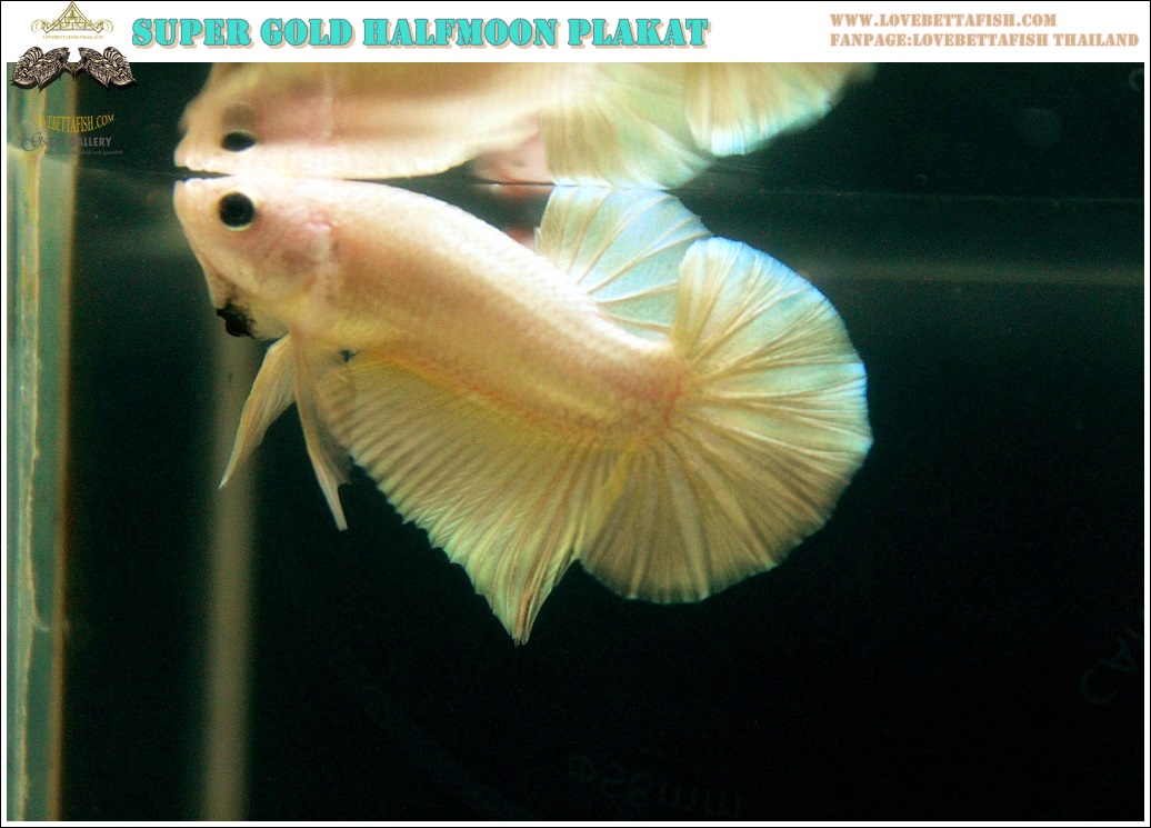 (ขายแล้วครับ)"คัดเกรด"ปลากัดครีบสั้น-Halfmoon Plakats Super Gold
