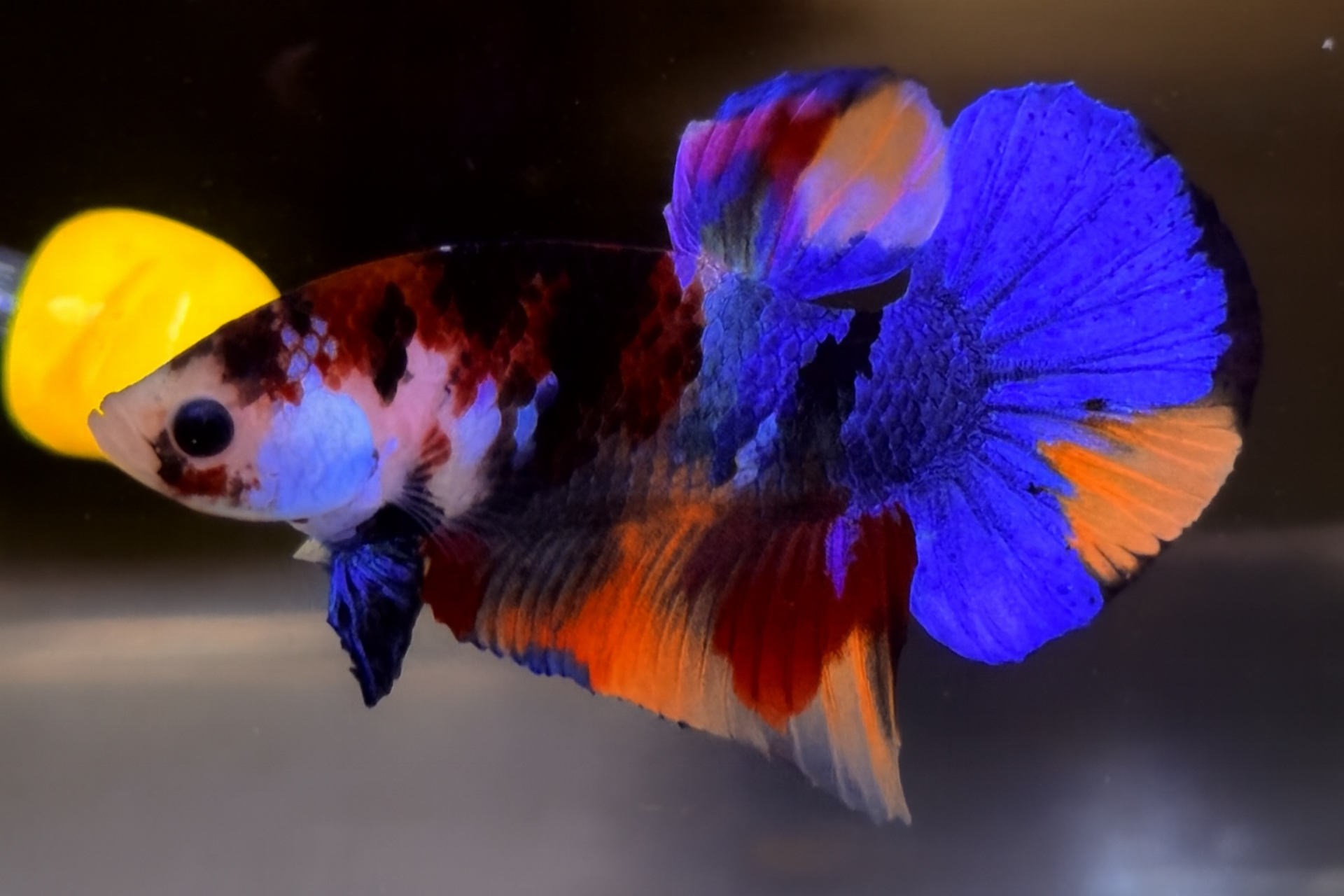 "จับคู่ ตัวผู้+ตัวเมีย" ปลากัดคัดเกรดครีบสั้น- Halfmoon Plakad Fancy Multicolors