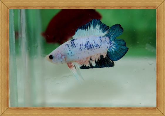 ปลากัดครีบสั้นสองหาง - Fancy Halfmoon Plakats Double Tails